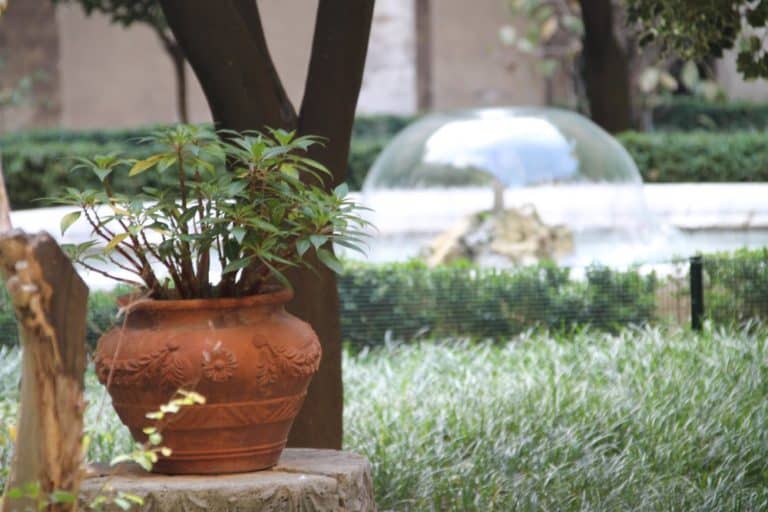Italy, Rome – flower pot, Nov.2013 (Rome)