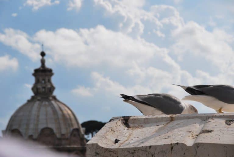 Italy, Rome – two seagulls, Nov.2013 (Rome)