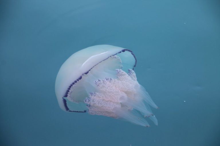 Italy, Trieste – jellyfish, Feb. 2014 (Trieste)