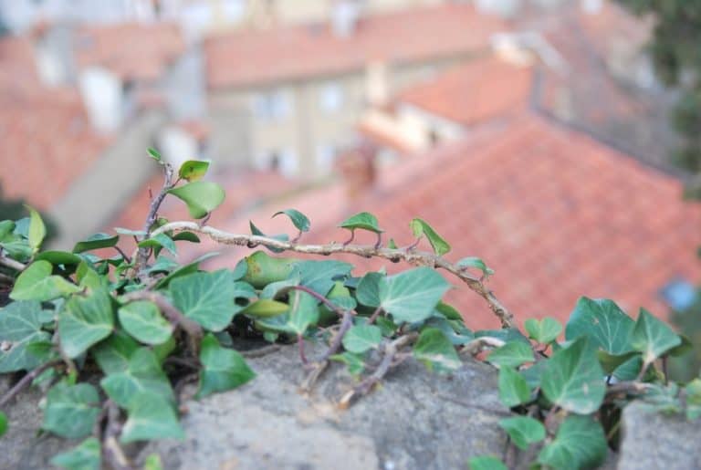 Italy, Trieste – ivy, Feb. 2014 (Trieste)
