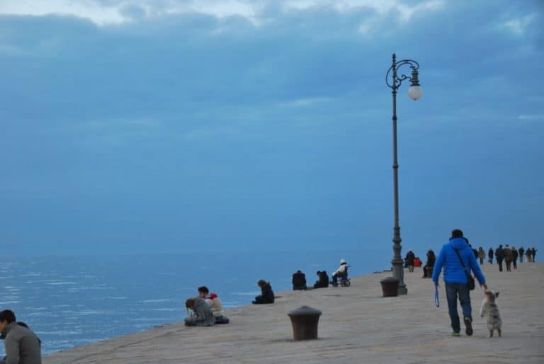 Italia, Trieste – cane, feb. 2014 (Trieste)