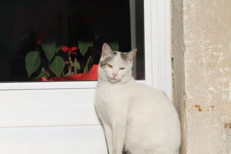 イタリア、アルベロベッロ－ドアの猫 2013年4月 (プーリア州)