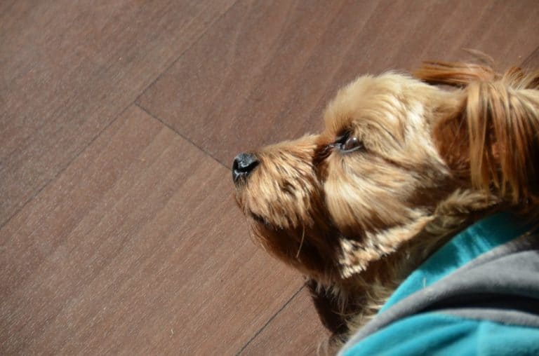 Japan, Izu Kogen – dog, Dec.2013 (Izu)