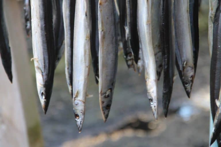 日本、伊豆熱川－ぶら下がる魚 2013年12月 (伊豆)