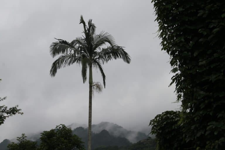 Jingtong – tree, May 2015