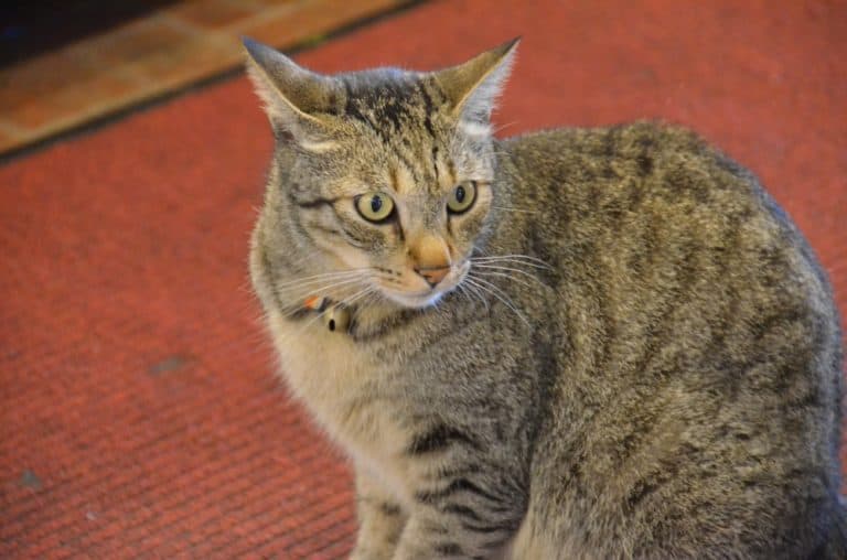 Jiufen – cat, May 2015