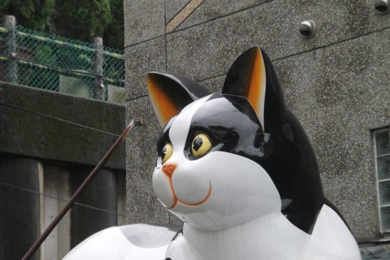 Jiufen – grande gatto, Maggio 2015