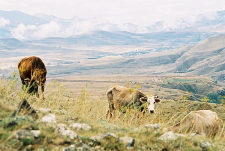 Armenia, Karahunj – cows in the nature, Autumn 2005