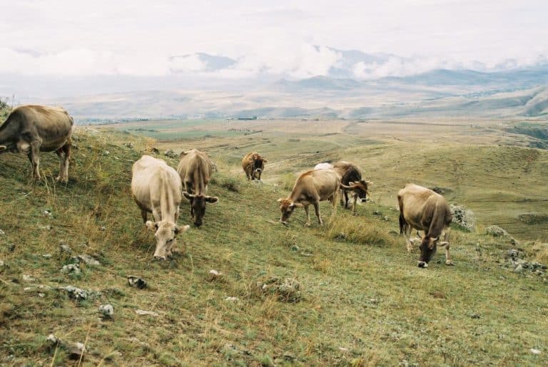 Armenia, Karahunj – cows, Autumn 2005