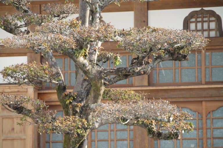 日本、唐津－木 2014年1月 (九州)