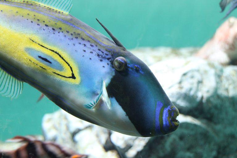 東京、葛西臨海公園－水族館で１ 2017年4月 (東京)