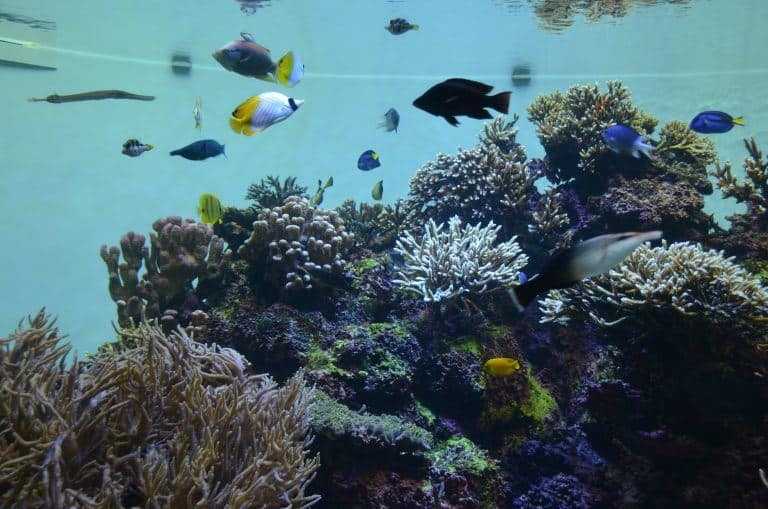東京、葛西臨海公園－水族館で２ 2017年4月 (東京)