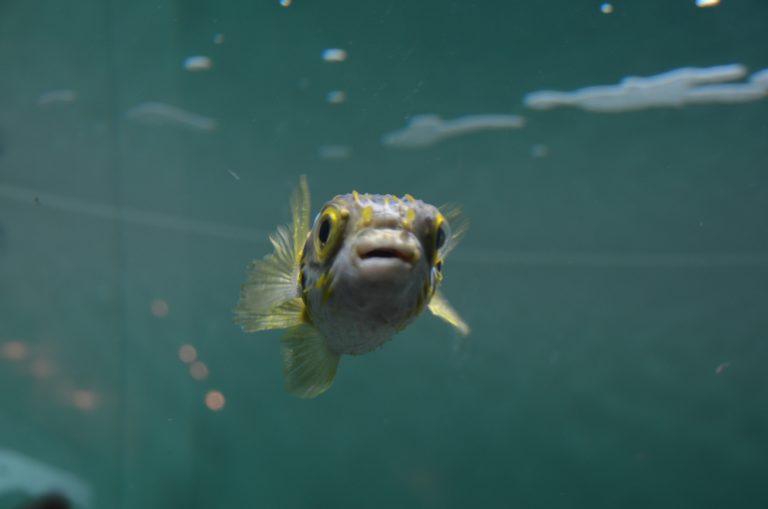 東京、葛西臨海公園－水族館で３ 2017年4月 (東京)