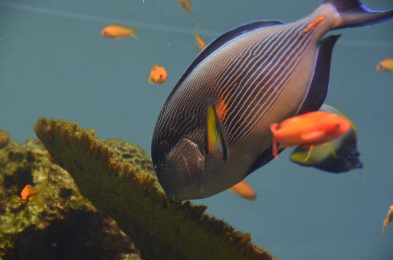 東京、葛西臨海公園－水族館で４ 2017年4月 (東京)