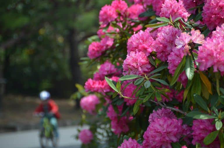 東京、葛西臨海公園－花 2017年4月 (東京)