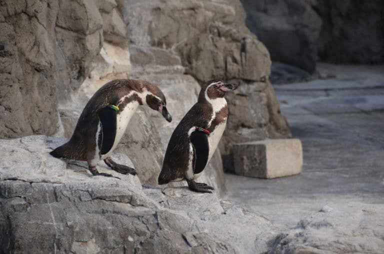 東京、葛西臨海公園－水族館で６ 2017年4月 (東京)