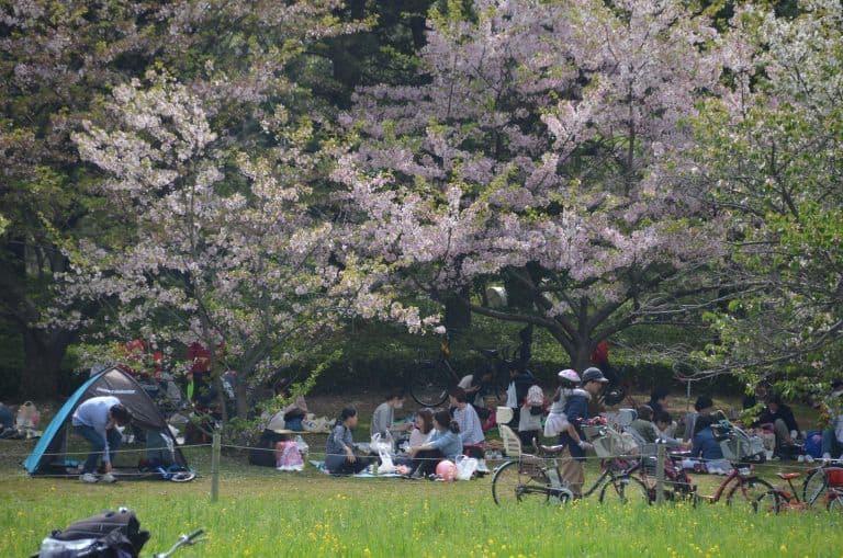 東京、葛西臨海公園－花の下で 2017年4月 (東京)