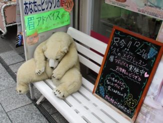 日本、鎌倉－顔2012年12月