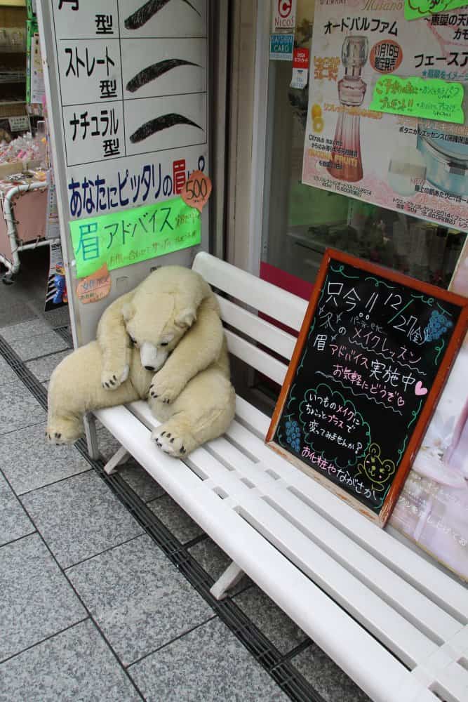 Giappone, Kawagoe – orso polare, dicembre 2013