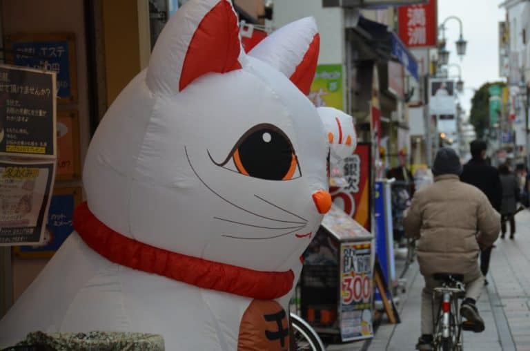 Giappone, Kawagoe – gatto, dicembre 2013