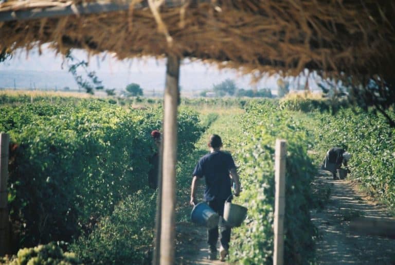 Armenia, Khor Virup – vineyard, Autumn 2005