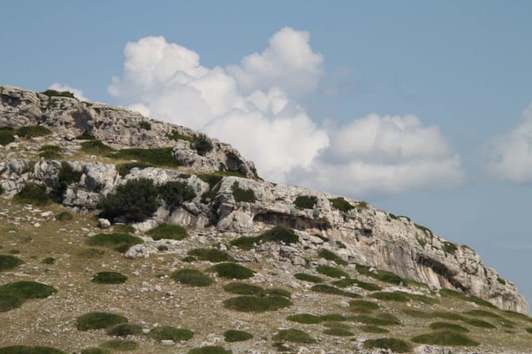Croazia, Kornati – erba irregolare, lug. 2014 (Kornati)