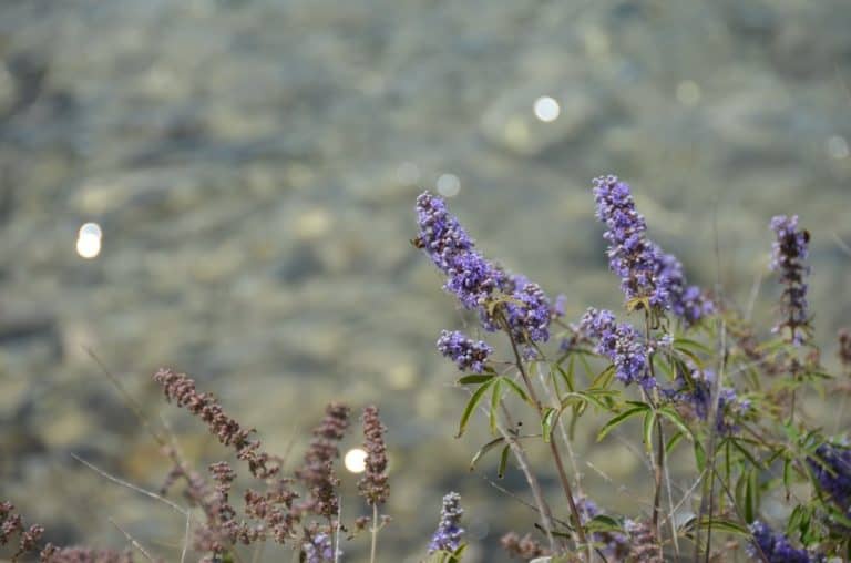 Croazia, Kornati – fiori viola, lug. 2014 (Kornati)