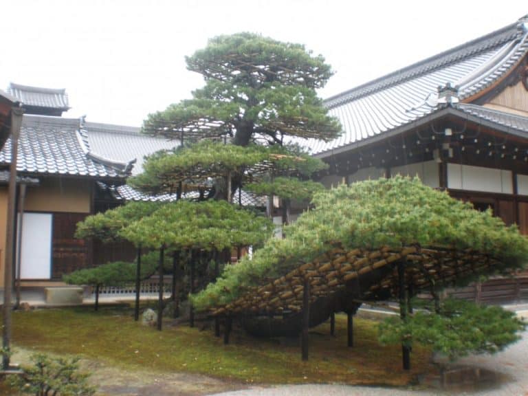 Japan, Kyoto – ancient tree, Apr. 2013 (Kyoto)