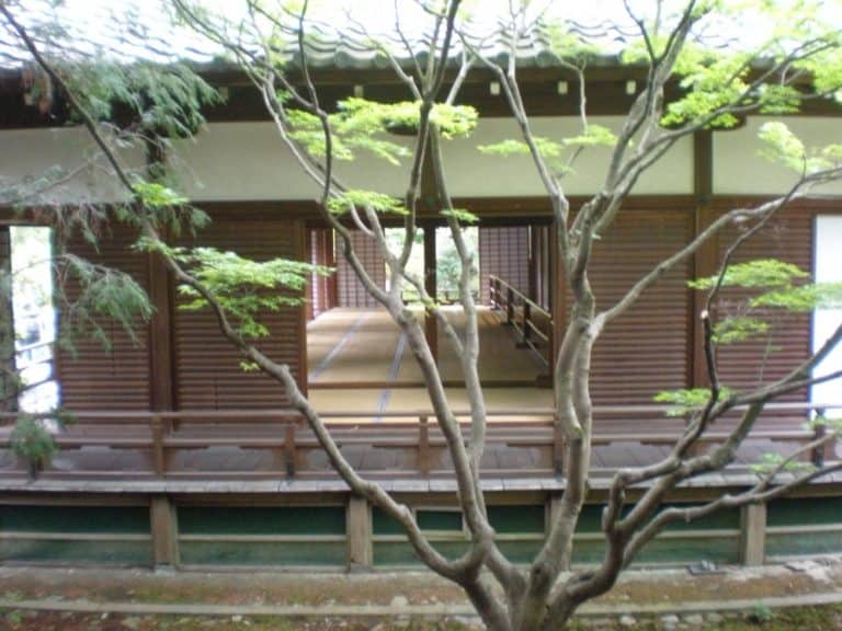 Giappone, Kyoto – Tatami fra i rami , aprile 2013 (Kyoto)