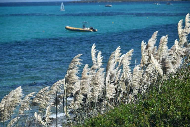 La Pelosa 2020 (14) (Sardegna)