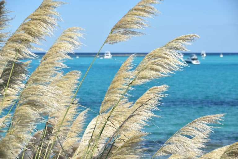 La Pelosa 2020 (15) (Sardegna)