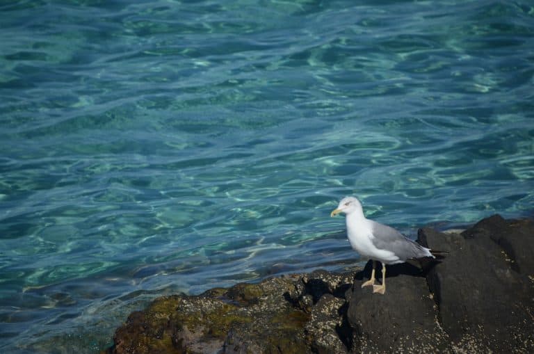 La Pelosa 2020 (18) (Sardegna)