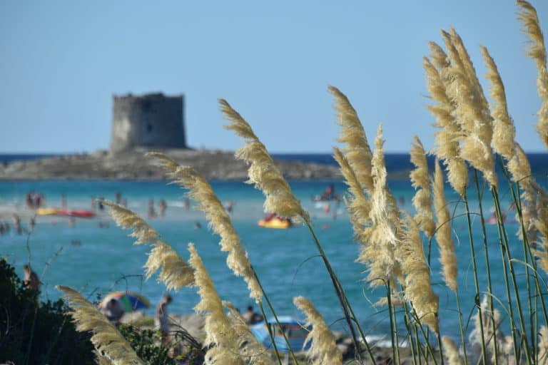 La Pelosa 2020 (22) (Sardegna)