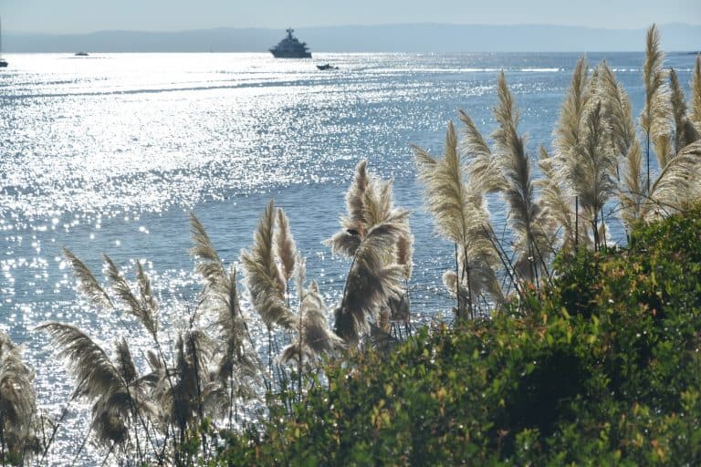 La Pelosa 2020 (23) (Sardegna)