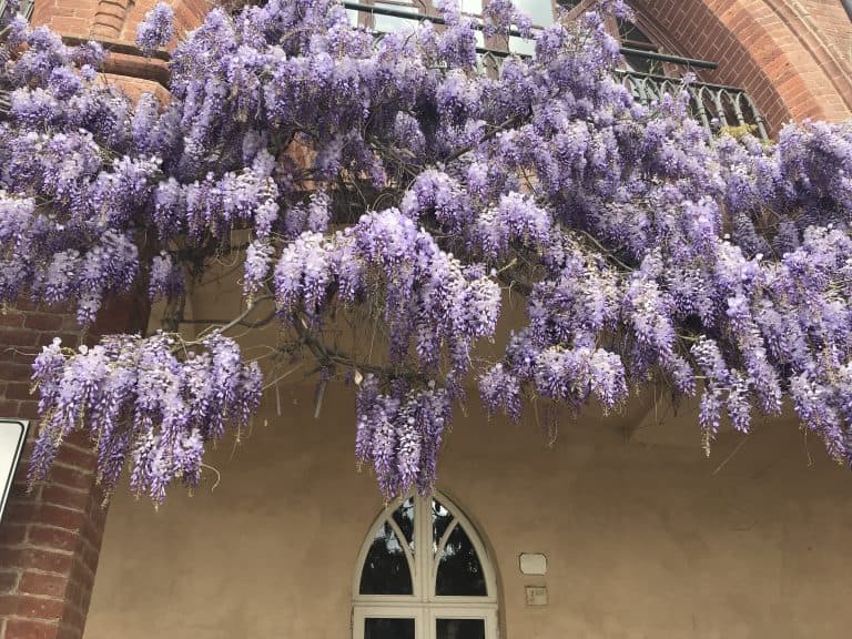 La Venaria Reale (60) (Piemonte)