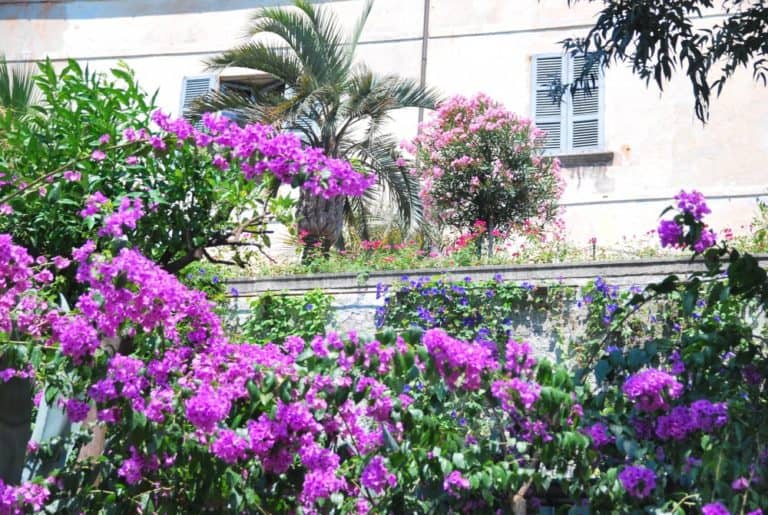 Italia, Lago Maggiore, Isola Madre – numerosi fiori, agosto 2013 (Piemonte)