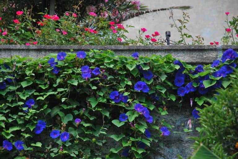 Italia, Lago Maggiore, Isola Madre – ipomea, agosto 2013 (Piemonte)