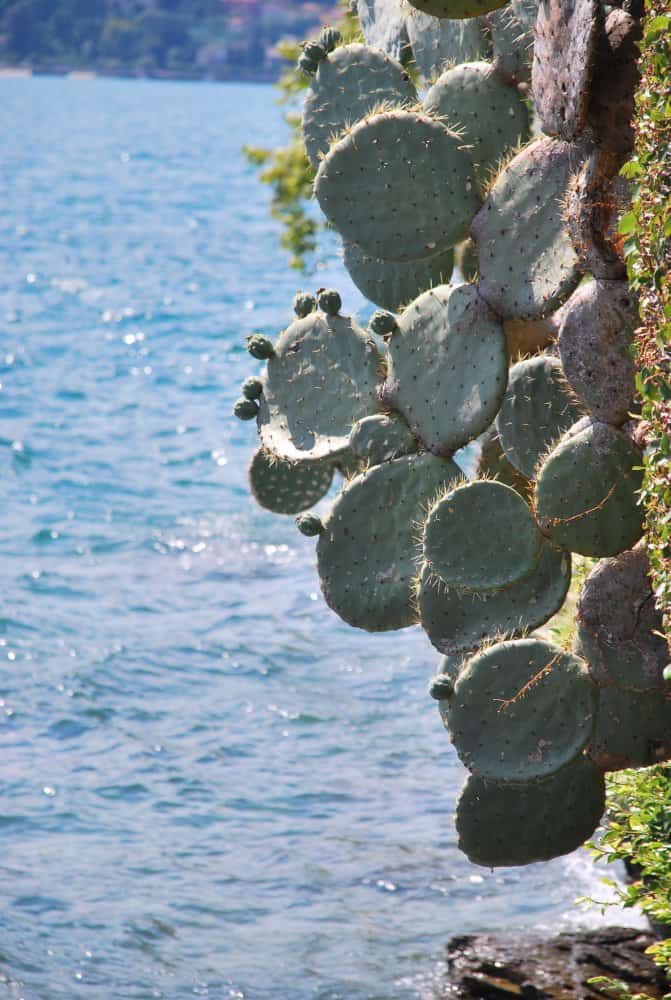 Italia, Lago Maggiore, Isola Madre – cactus, agosto 2013 (Piemonte)