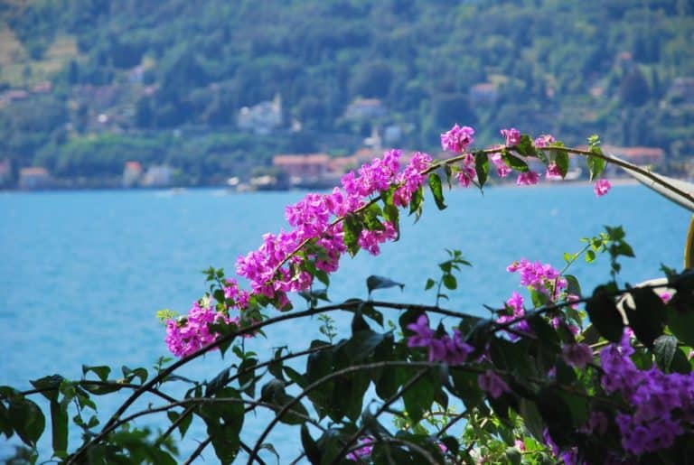 Italia, Lago Maggiore, Isola Madre – rosa, agosto 2013 (Piemonte)