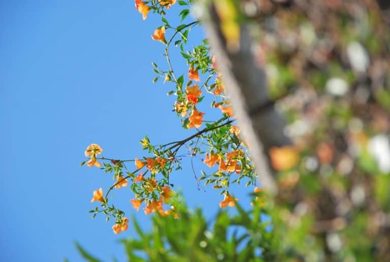 Italia, Lago Maggiore, Isola Madre – fiori arancioni, agosto 2013 (Piemonte)