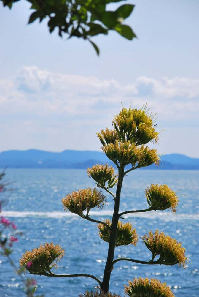 Italia, Lago Maggiore, Isola Madre – pianta strana, agosto 2013 (Piemonte)