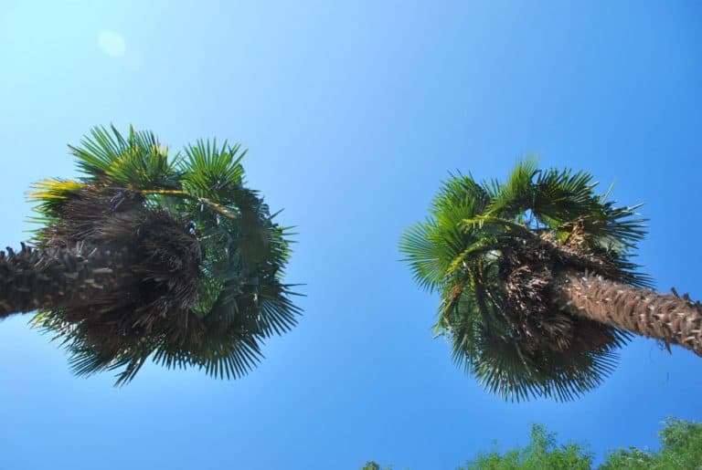 Italia, Lago Maggiore, Santa Caterina – palme, agosto 2013 (Piemonte)