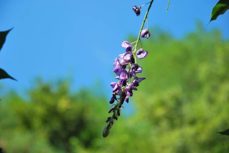 Italia, Lago Maggiore, Santa Caterina – fiore, agosto 2013 (Piemonte)