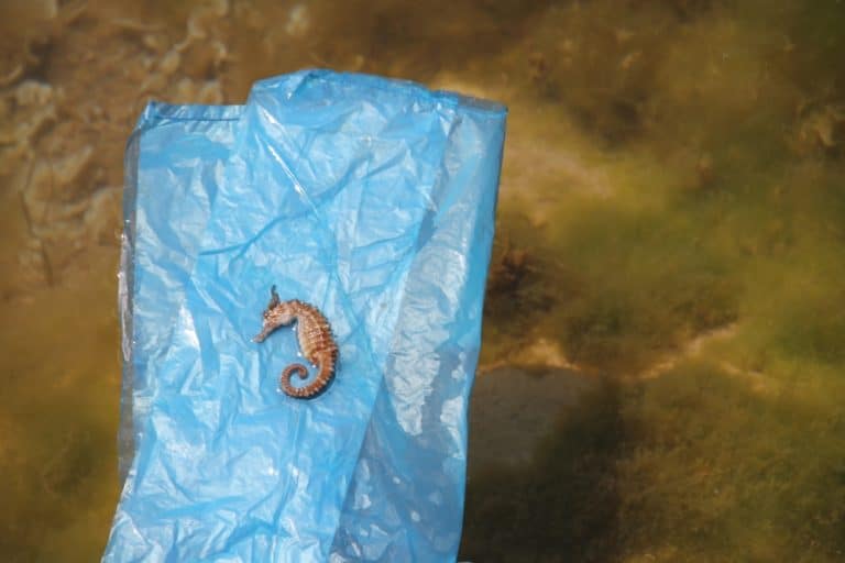 Latchi – sea horse, Apr.2015