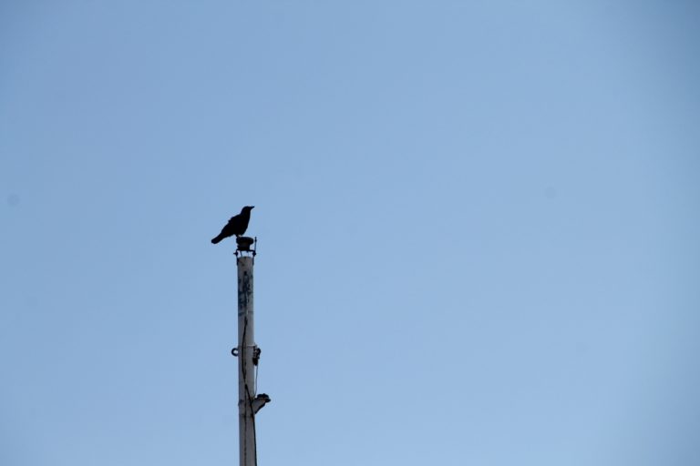 Latchi – bird, Apr.2015