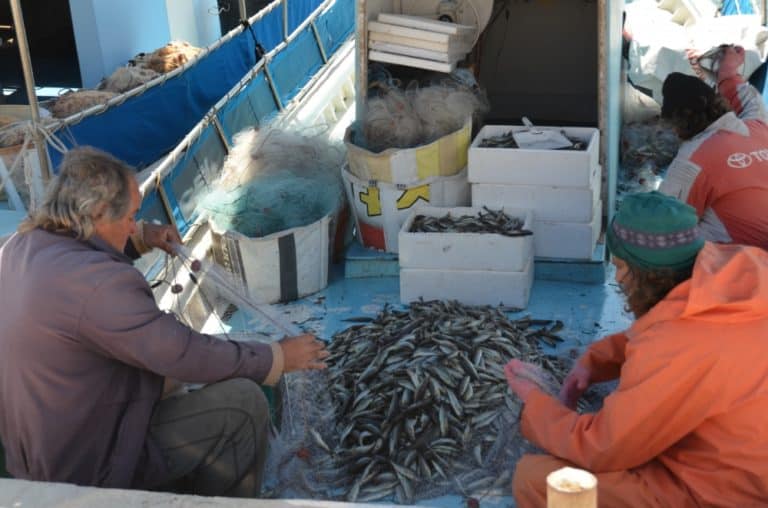 ラチ―捕れた魚 2015年4月