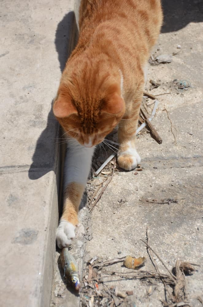 ラチ―猫 2015年4月
