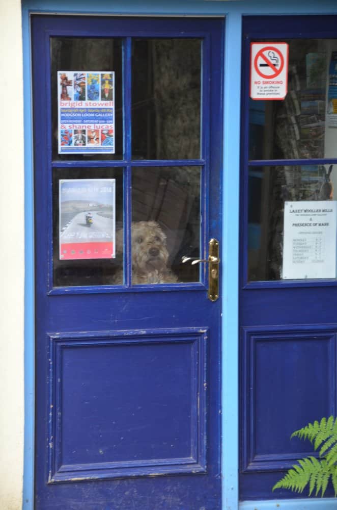 Isle of Man, Laxey – dog, May 2014 (Isla de Man)