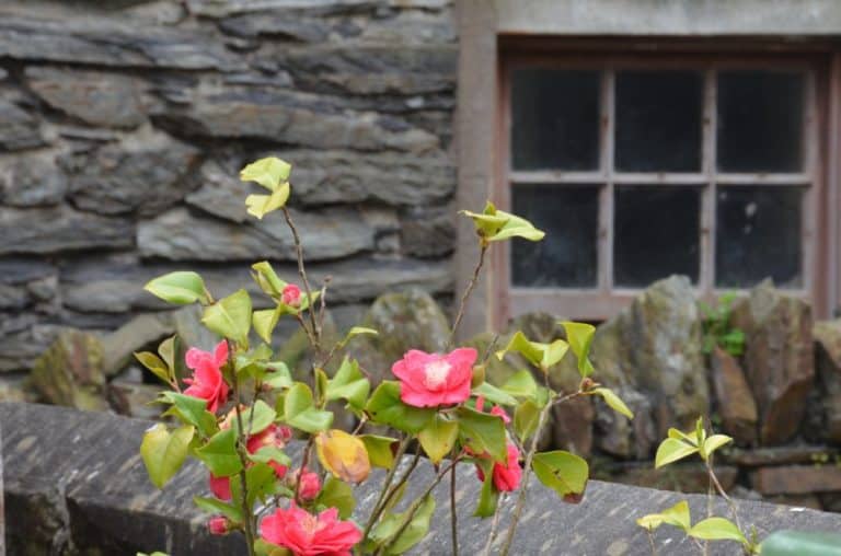 Isle of Man, Laxey – stone house, May 2014 (Isla de Man)