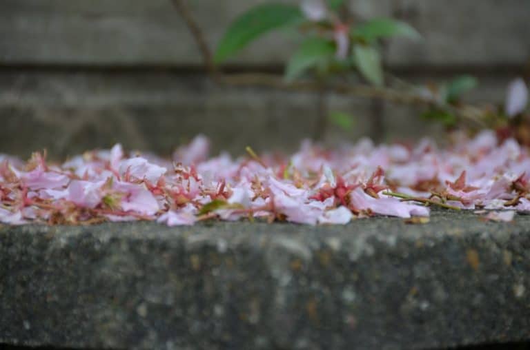 マン島、ラクシー－花びら 2014年5月 (マン島)